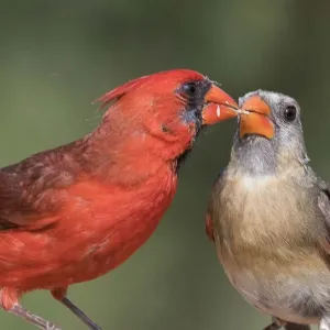 Northern Cardinal Bird Feeding Chick Print Northern Cardinal Bird Feeding Chick Print