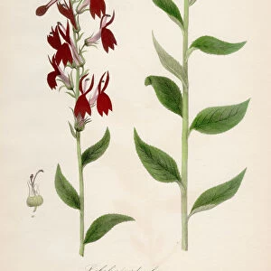 Cardinal flower botanical engraving 1843