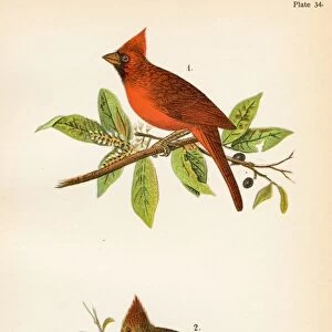 Cardinal grosbeak bird lithograph 1890