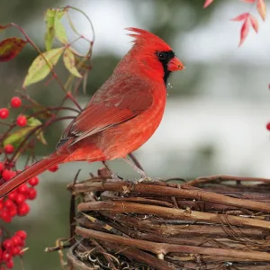 Cardinal perched on grapevine basket