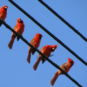 Cardinals perched on wire Cardinals perched on wire