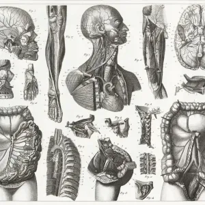 Cardiovascular System Engraving Cardiovascular System Engraving