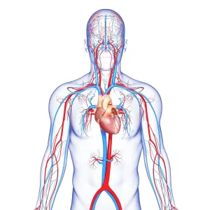 Cardiovascular system, artwork Cardiovascular system, artwork