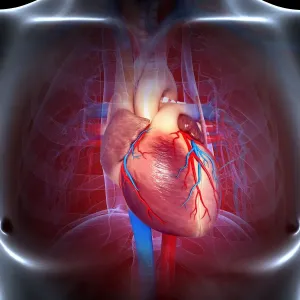 Cardiovascular system, artwork Cardiovascular system, artwork