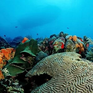 Caribbean coral reef, Caribbean Sea, Belize, Caribbean