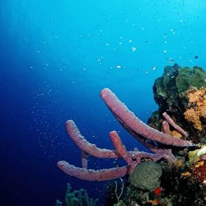 Caribbean coral reef, Tobago, Caribbean Sea