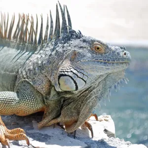Caribbean dinosaur Caribbean dinosaur