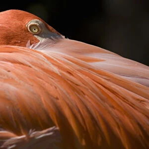 Caribbean Flamingo (Phoenicopterus ruber), close-up of head