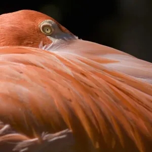 Caribbean Flamingo (Phoenicopterus ruber), close-up of head Caribbean Flamingo (Phoenicopterus ruber), close-up of head
