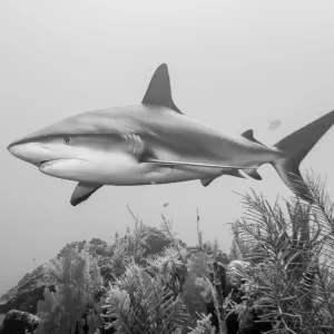 A Caribbean Reef Shark A Caribbean Reef Shark