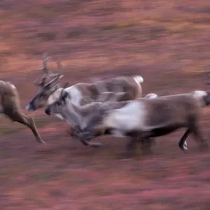 Caribou Herd, Denali National Park, Alaska