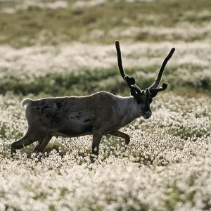 Caribou (Rangifer tarandus) and cottongrass Caribou (Rangifer tarandus) and cottongrass