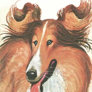 Caricature Of Lassie Caricature Of Lassie