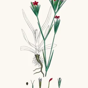 Carnation flower Carnation flower