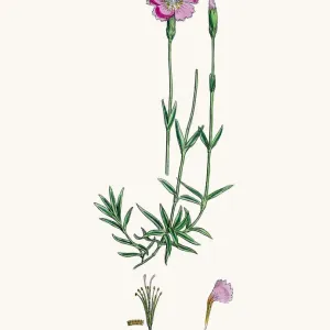 Carnation flower Carnation flower