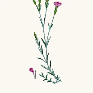 Carnation flower Carnation flower
