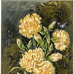 Carnation flower 19 century illustration