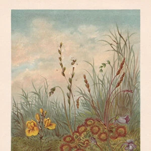 Carnivorous plants in peat bog, chromolithograph, published in 1894