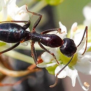 Carpenter Ant (Camponotus sylvaticus)