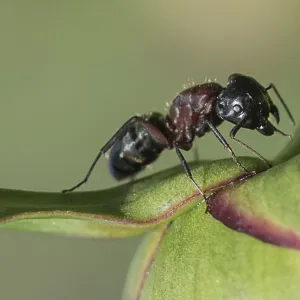 Carpenter Ant on a Peony