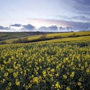 Carpet of yellow rape seed Carpet of yellow rape seed