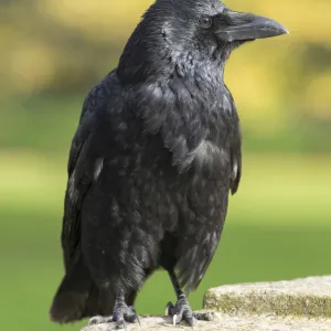 Carrion Crow -Corvus corone-