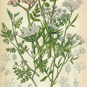 Carrot, Parsley, Prickly Samphire, Samphire, Victorian Botanical Illustration