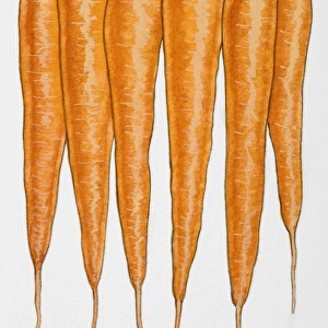 Carrots in row