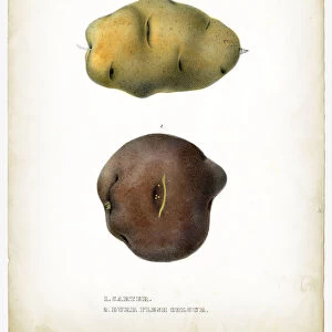 Carter potatoes illustrations 1849