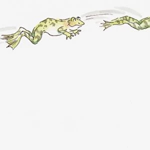 Cartoon of frog sitting on water lily and frogs jumping