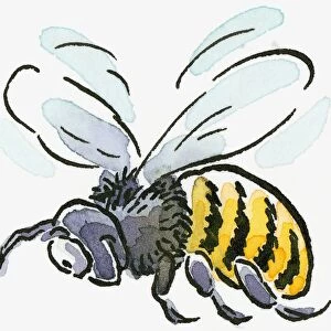 Cartoon of Honey Bee (Apis mellifera), flying