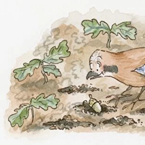 Cartoon of Jay looking down at acorn on ground