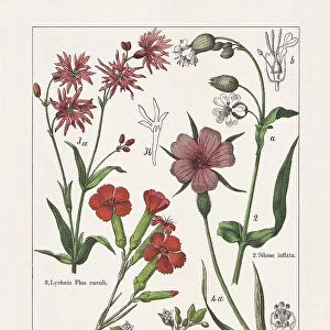 Caryophyllaceae, chromolithograph, published in 1895