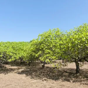 Kastanienbaum (Anacardium occidentale) auf einer Plantage. Kultivierung von Cashewnüssen in Ko Phayam der Provinz Ranong im thailändischen Teil des Landes Kastanienbaum (Anacardium occidentale) auf einer Plantage. Kultivierung von Cashewnüssen in Ko Phayam der Provinz Ranong im thailändischen Teil des Landes