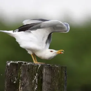 Caspian Gull (Larus cachinnans) stretching Caspian Gull (Larus cachinnans) stretching