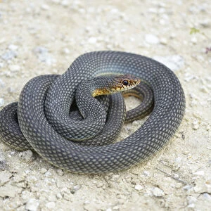 Caspian Whipsnake -Dolichophis caspius-, curled up, ready to fight, Pleven region, Bulgaria