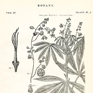 Cassava plant engraving 1877