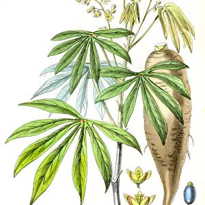 Cassava Yuca engraving 1857