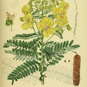Cassia auriculata, native to Southeast Asia, Sri Lanka, digitally restored historical colour print from 1893