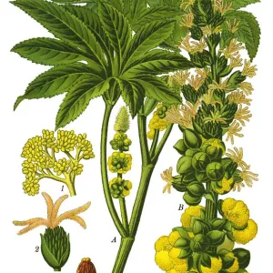 Castor Bean Print, 1892 Antique Illustration Castor Bean Print, 1892 Antique Illustration