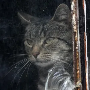 Cat behind a broken pane of glass Cat behind a broken pane of glass