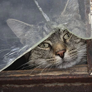 Cat behind a broken pane of glass