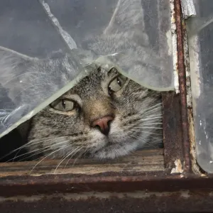 Cat behind a broken pane of glass Print Cat behind a broken pane of glass Print