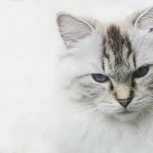 Cat, domestic cat, portrait Cat, domestic cat, portrait