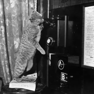 Cat Operator Print, 16th February 1934 Cat Operator Print, 16th February 1934