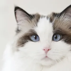 Cat, portrait Cat, portrait