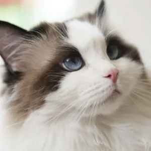Cat, portrait Cat, portrait