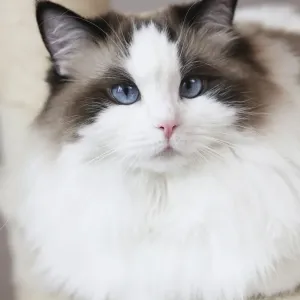 Cat on a Scratching Post Print Cat on a Scratching Post Print