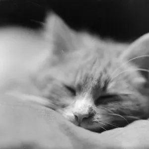 Chat Fatigué Chat Fatigué