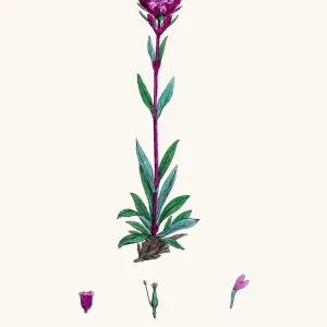 Catchfly Campion flower Catchfly Campion flower